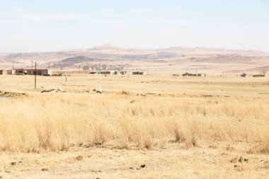   Güney Afrika'da kara çalı ve ağaç 