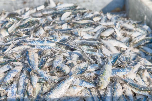 Em oman market fish — Fotografia de Stock