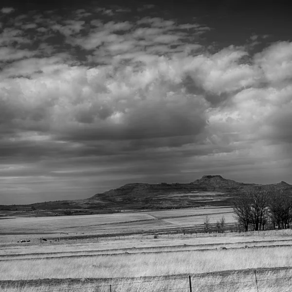 In south africa  land bush       and  grass — Stock Photo, Image