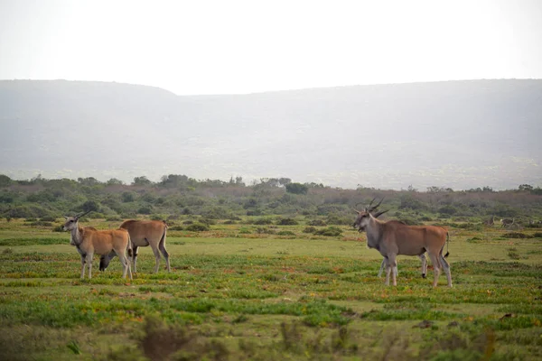 In Sudafrica fauna selvatica impala — Foto Stock