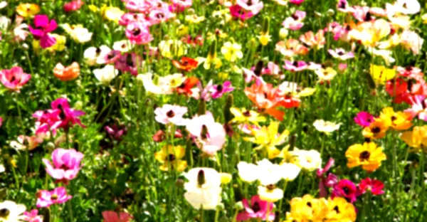 꽃과 정원 — 스톡 사진