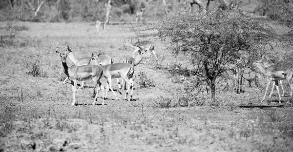 Impala selvagem no arbusto de inverno — Fotografia de Stock