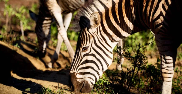 In Sudafrica riserva naturale naturale e zebra — Foto Stock