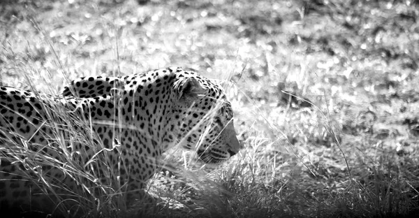 Na África do Sul kruger parque natural leopardo selvagem — Fotografia de Stock