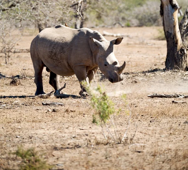 Na África do Sul reserva de vida selvagem e rinoceronte — Fotografia de Stock
