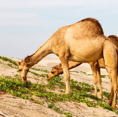 Umman boş çeyreğinde çöl ücretsiz dromedary denize yakın