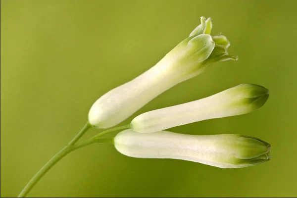 Yeşil Beyaz ranuncolacee arka planını yakın çekim — Stok fotoğraf