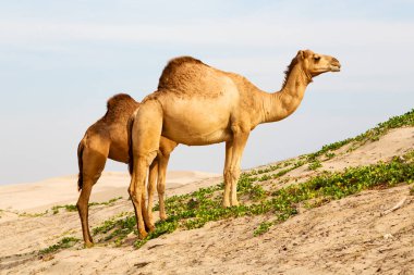 Umman boş çeyreğinde çöl ücretsiz dromedary denize yakın