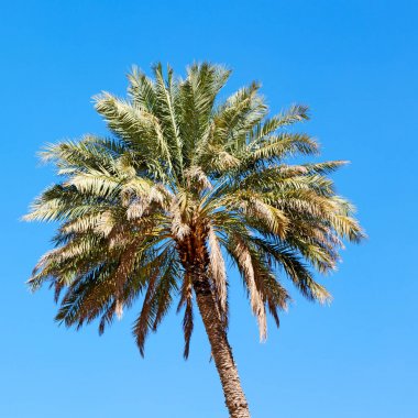 Umman palmiye ve berrak gökyüzü