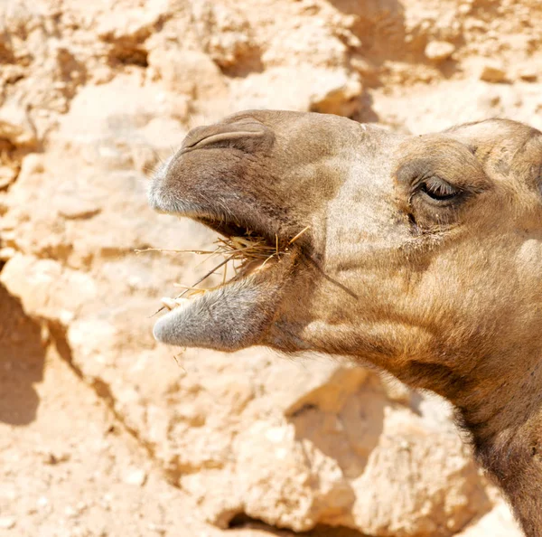 En Oman vacío cuarto de desierto un dromedario libre cerca del cielo — Foto de Stock