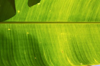   ışık yaprak ve damarları soyut Tayland 