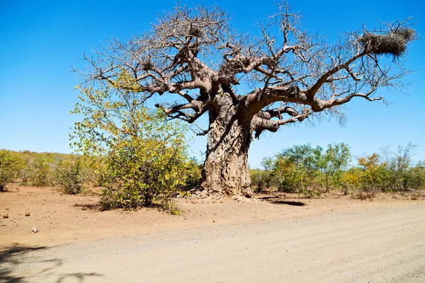 Güney Afrika ev ve baobab — Stok fotoğraf