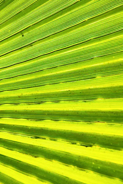 Abstrakcja Zielony liść blur Afryki — Zdjęcie stockowe