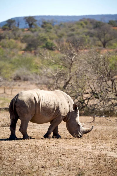 Dél-Afrika wildlife reserve és orrszarvú — Stock Fotó