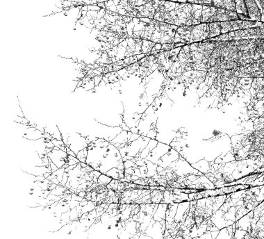  eski ağaç ve berrak gökyüzü onun şubeleri