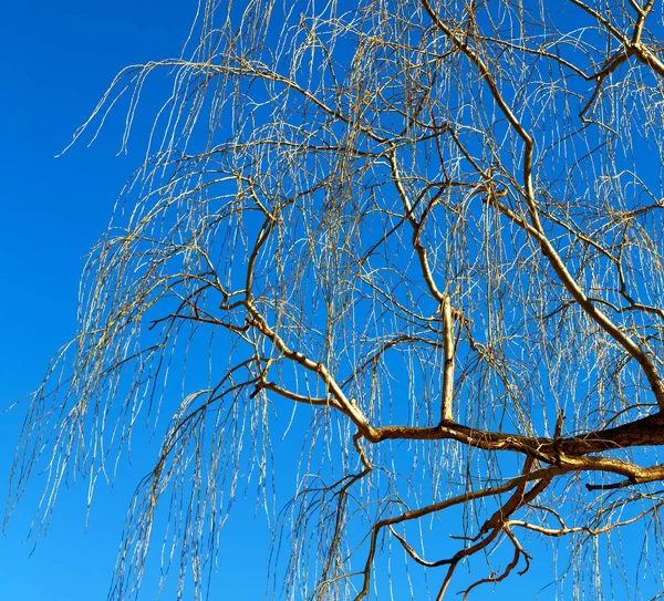 Alter Baum und seine Äste im klaren Himmel — Stockfoto