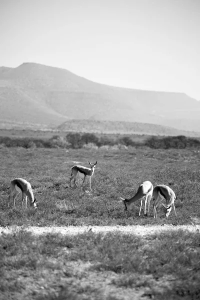 Vilda impala i vinter bushen — Stockfoto