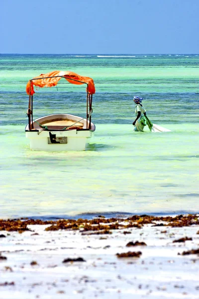 Beach    zanzibar seaweed  indian orange — Stock Photo, Image