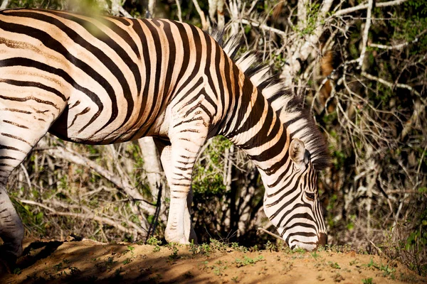 In Zuid-Afrika Wild nature reserve en zebra — Stockfoto