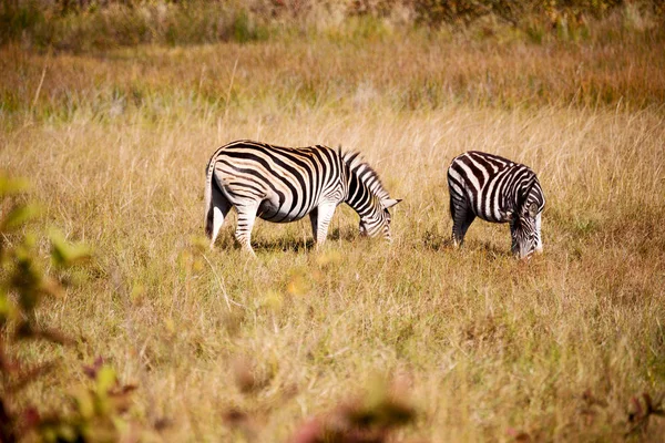 Na África do Sul reserva natural de vida selvagem e zebra — Fotografia de Stock