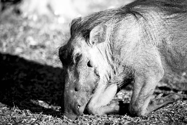 In south africa     wildlife    reserve and   warthog — Stock Photo, Image