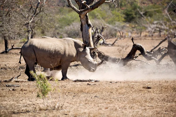 Na África do Sul reserva de vida selvagem e rinoceronte — Fotografia de Stock