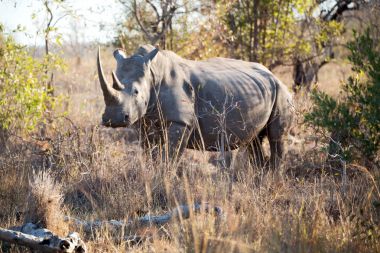   in south africa     wildlife     reserve and   rhinoceros clipart