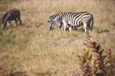   Güney Afrika yaban hayatı doğa rezerv ve zebra