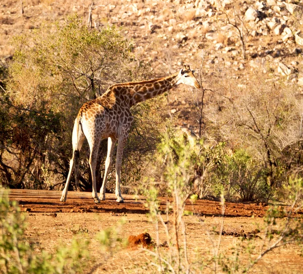 Na África do Sul reserva de vida selvagem e girafa — Fotografia de Stock