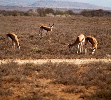  Kış ormanda vahşi Impala