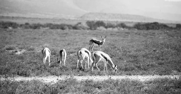Vilda impala i vinter bushen — Stockfoto