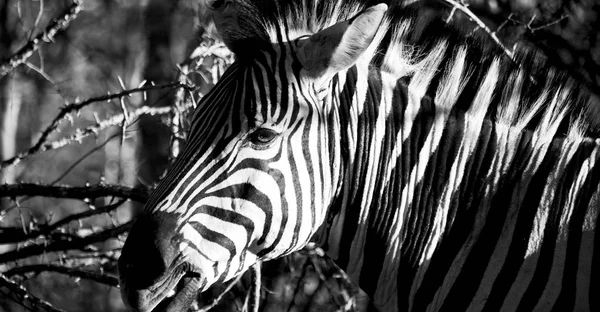 In south africa     wildlife  nature  reserve and  zebra — Stock Photo, Image