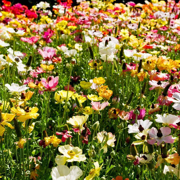 I fiori e il giardino — Foto Stock