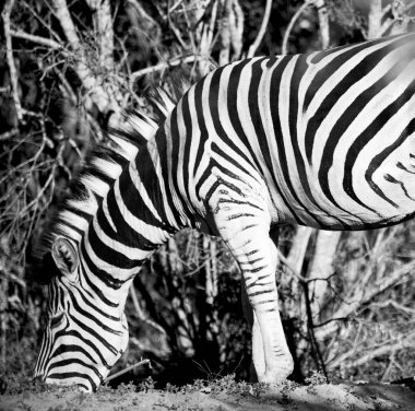   Güney Afrika yaban hayatı doğa rezerv ve zebra