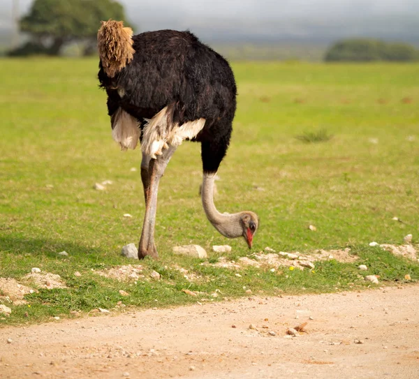 Na África do Sul reserva natural de vida selvagem e avestruz — Fotografia de Stock