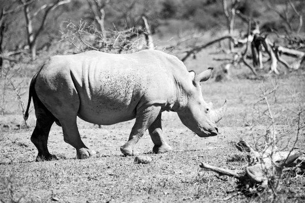 Na África do Sul reserva de vida selvagem e rinoceronte — Fotografia de Stock