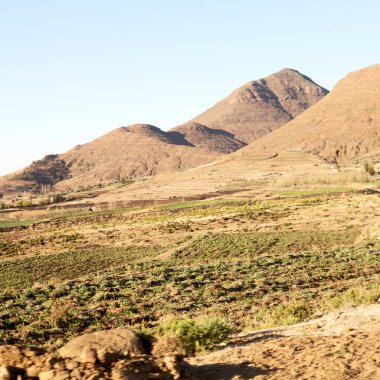   Güney Afrika'da kara çalı ve ağaç 