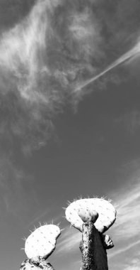 Güney Afrika bulut gökyüzü ve kaktüs