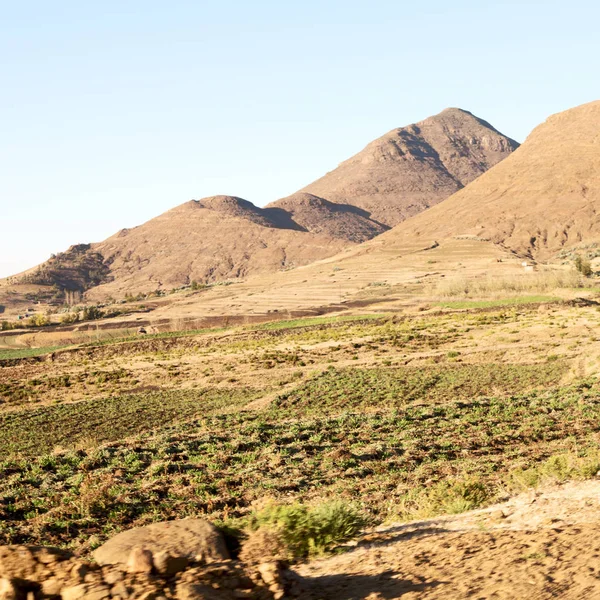 In south africa  land bush     and tree — Stock Photo, Image