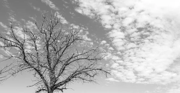 Piante e alberi nel parco nazionale — Foto Stock