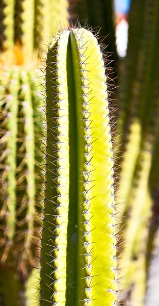 Folha abstrata de planta de cacto e luz — Fotografia de Stock