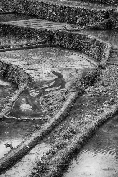 Campo terrazza per la coltivazione del riso — Foto Stock