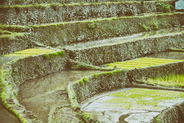 Campo de terraço para coultivação de arroz — Fotografia de Stock