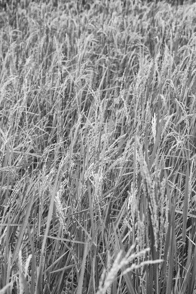 Bir pirinç tahıl ekimi alanı yakın çekim — Stok fotoğraf