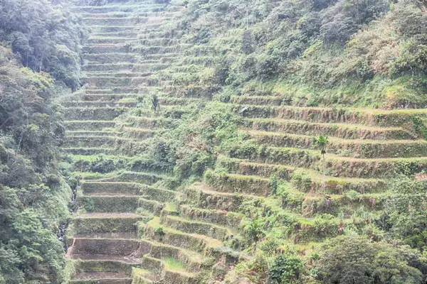 Campo terrazza per la coltivazione del riso — Foto Stock