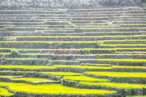 Campo de terraço para coultivação de arroz — Fotografia de Stock