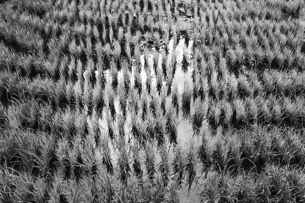 Perto de um campo de cultivo de cereais de arroz — Fotografia de Stock