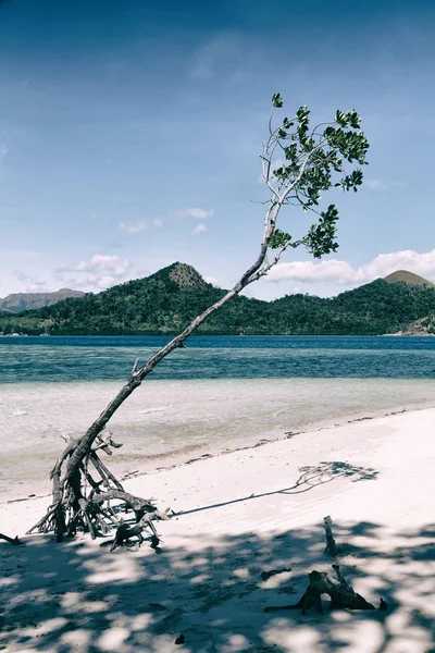 Na bela ilha cosatline e árvore — Fotografia de Stock