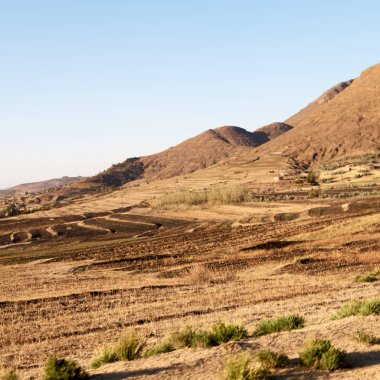   Güney Afrika'da kara çalı ve ağaç 