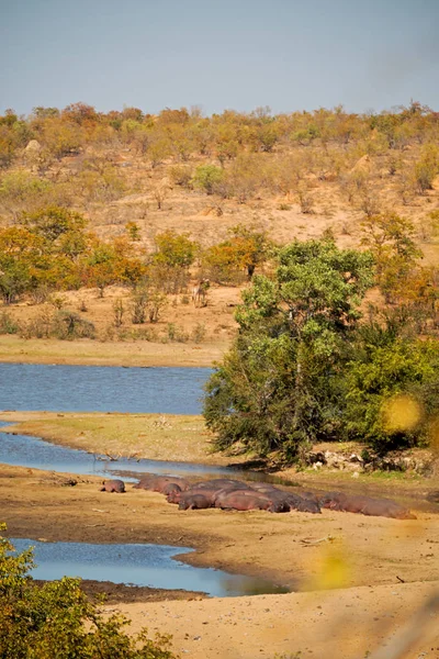 I Sydafrika wildlife vatten växter och träd — Stockfoto